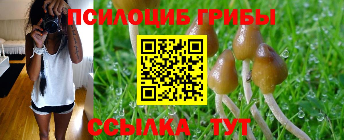Псилоцибиновые грибы Psilocybine cubensis Белогорск